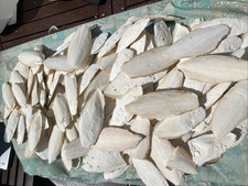 Cuttle fish bone for sale  BEXHILL-ON-SEA