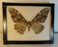 amazon butterflies for sale  Auburn