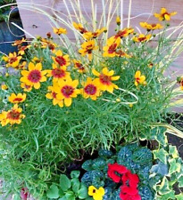 Coreopsis sizzle spice for sale  PRESTON