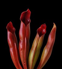 Heliamphora sarracenioides for sale Heliamphora sarracenioides for sale  Shipping to United Kingdom