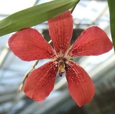 Dendrobium cinnabarinum red for sale  Indianapolis