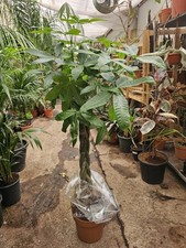1x6ft pachira aquatica for sale  CLITHEROE