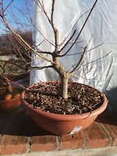 Bonsai acer palmatum usato  Italia