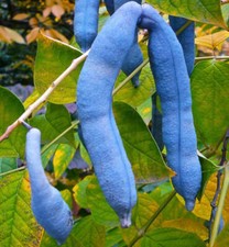 Decaisnea fargesii salsiccia usato  Napoli