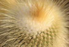 100 notocactus leninghuausii usato  Napoli