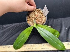 Phal tetraspis miki for sale  Reston