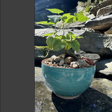 Ceramic flower pot for sale  Aspers