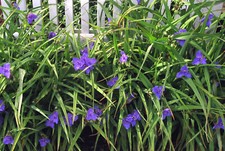 Spiderwort blue flower for sale  Forest Hills