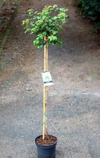 Kugelahorn acer campestre gebraucht kaufen  Basedow, Güizow, Lütau
