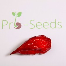 Super hot chilli for sale  HENLEY-ON-THAMES