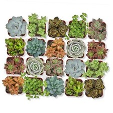 Live succulent assorted for sale  Miami