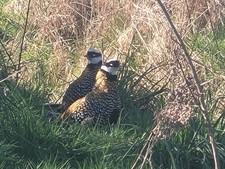 Reeves pheasant eggs for sale  BERWICK-UPON-TWEED