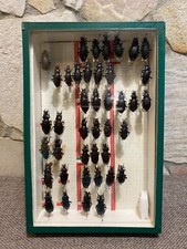 Cabinet curiosité boite d'occasion  Melun