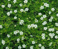 IRISH MOSS pearlwort Chão Cover sagina subulata - 5,500 Sementes a granel, usado comprar usado  Enviando para Brazil