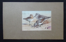 sandpiper for sale sandpiper for sale HAYLING ISLAND