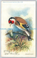 R750098 goldfinch canary for sale  WARLINGHAM