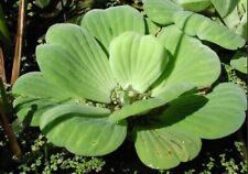 Water lettuce giant for sale  LEAMINGTON SPA
