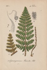 Farn gymnogramme marantae gebraucht kaufen Farn gymnogramme marantae gebraucht kaufen  Kassel