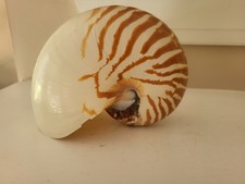 Natural chambered nautilus for sale  USA