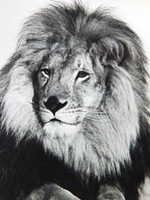 Mgm leo lion for sale  South Lake Tahoe
