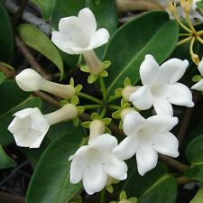 Stephanotis floribunda hoop for sale  GLASGOW