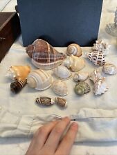 Nautilus shell raw for sale  Edwardsville