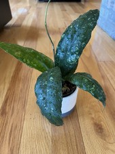 Rare hoya perak for sale  Newport