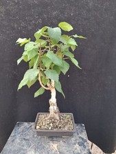 Bonsai betulla usato  Montevarchi