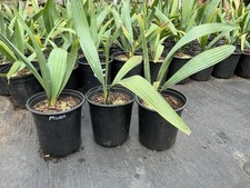 Sabal minor gallon for sale  Clarksville