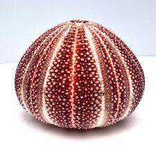 Extra large celtic for sale  LEIGH