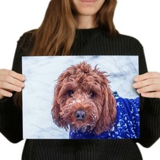 Cockapoo dog puppy for sale  SELBY