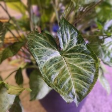 Variegated syngonium arrowhead for sale  Columbus
