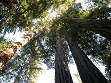 Sequoia sempervirens coast for sale  San Francisco