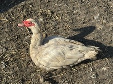 One dozen muscovy for sale  Orr