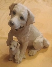 labrador puppy for sale  UK