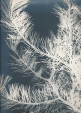 Photogram tree branch d'occasion  Expédié en Belgium