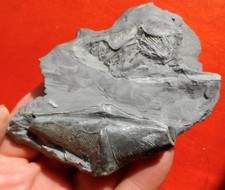 Brachiopodes devoniens lophoph d'occasion  Cuxac-d'Aude