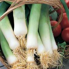 10x leek musselburgh for sale  NOTTINGHAM