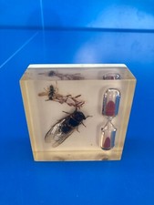 Insecte résine guepe d'occasion  Molinet