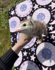 Damaged baby possum for sale  Tacoma