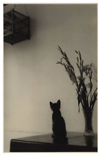 Hong kong chat d'occasion  Pagny-sur-Moselle