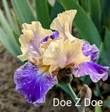 Doe doe iris d'occasion  Expédié en Belgium
