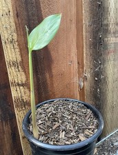Galanga thai ginger for sale  Napa