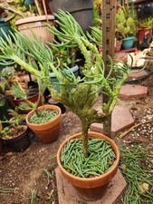 Crested mermaid tails for sale  San Diego