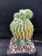 Echinocactus frusonii cv. usato  Massafra