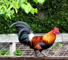Npip clean red for sale  Columbia City