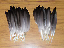Mallard duck quill for sale  ABERDEEN