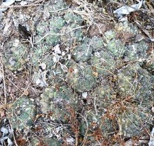 Coryphantha calipensis semi usato  Napoli