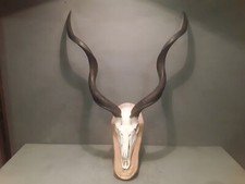 Vecchio trofeo corna usato  Brescia