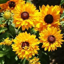 Black eyed susan for sale  Sevierville